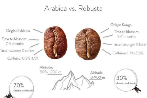 Arabica vs. Robusta