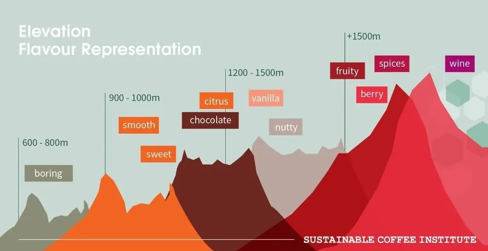 Impact of Altitude on Coffee Flavor