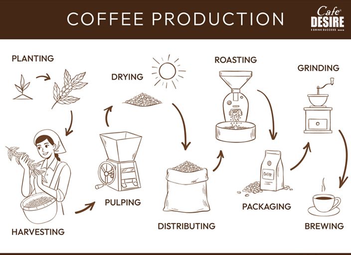 From Bean to Cup: The Intricate Process of Coffee Production Unveiled