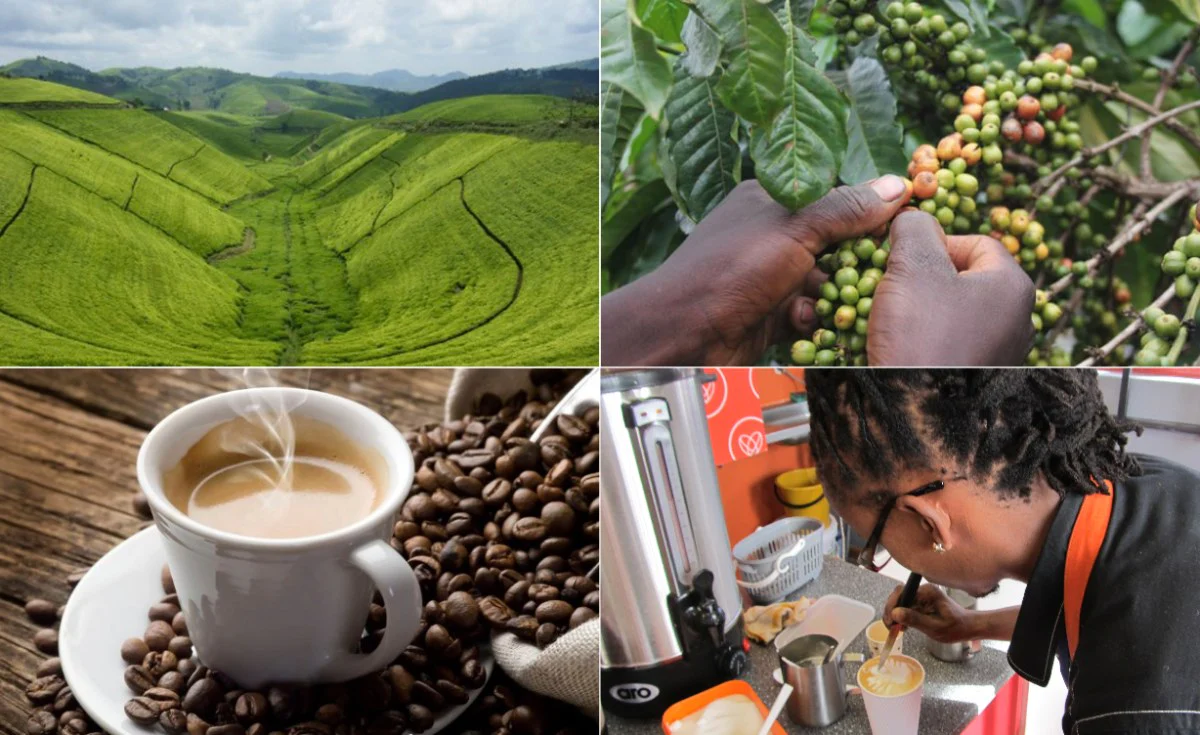 Sustainable Coffee Farming2